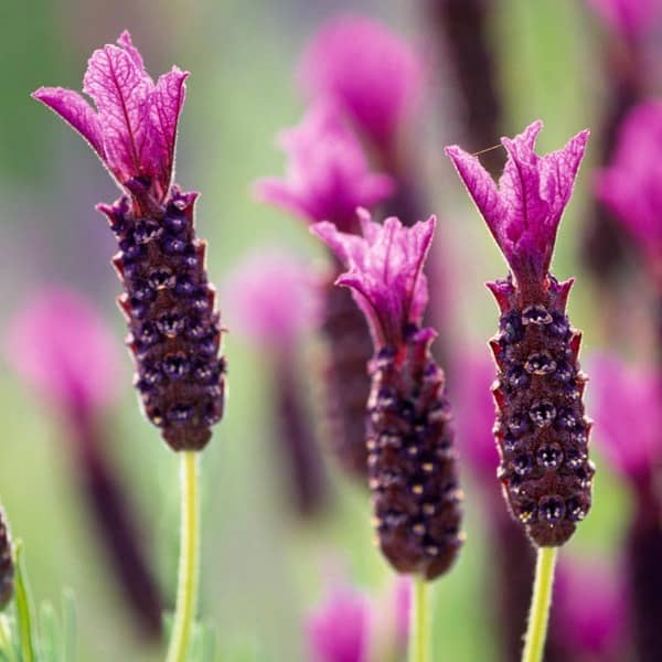 Butterfly Lavender Extract